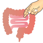 intestine